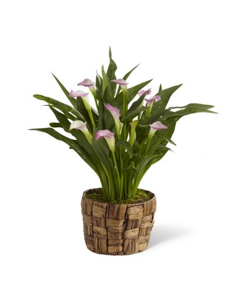 The FTD Calla Lily Planter